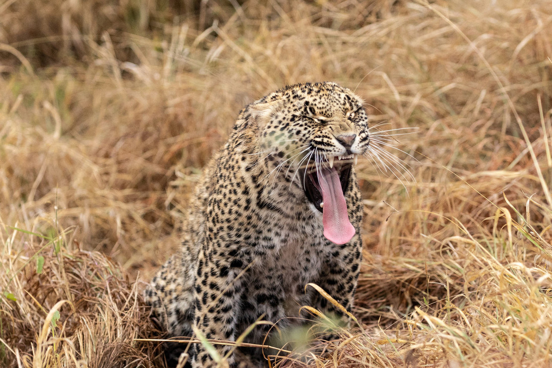 Leopard yawning