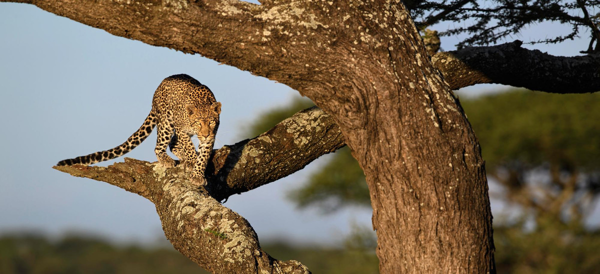A leopard climbing an Acacia tree