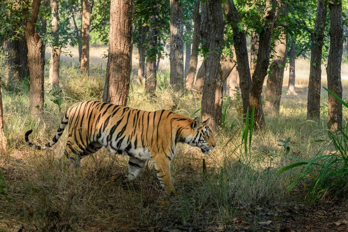 A female tiger in Bandhavgarh Tiger Reserve, India