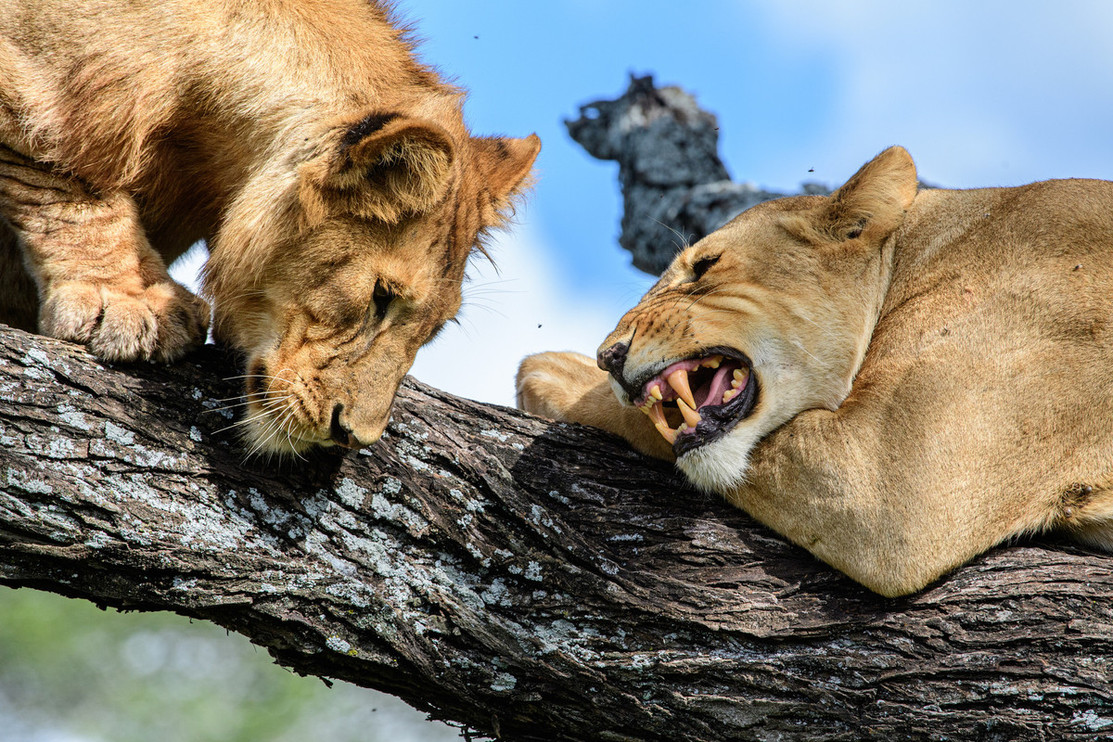 One lion hisses at another.