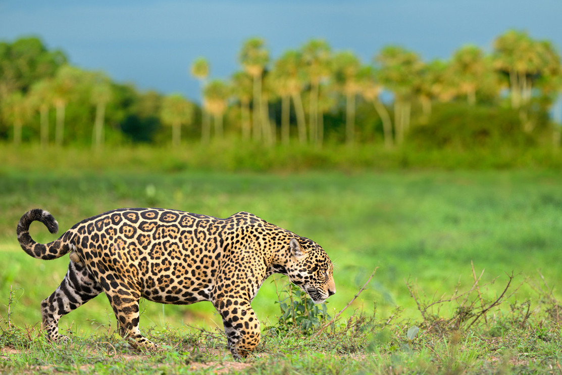A male jaguar in Southern Pantanal, Brazil