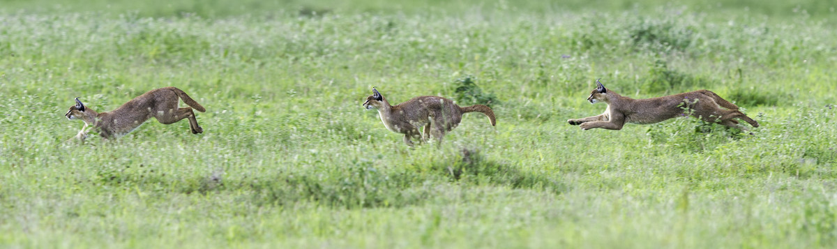 Caracal running through grass. Sequence of three photos - digital composite.