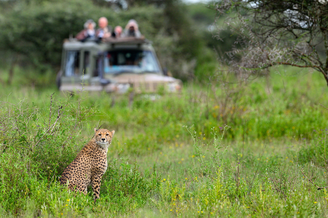 Tourists photograph a cheetah near Ndutu, Tanzania