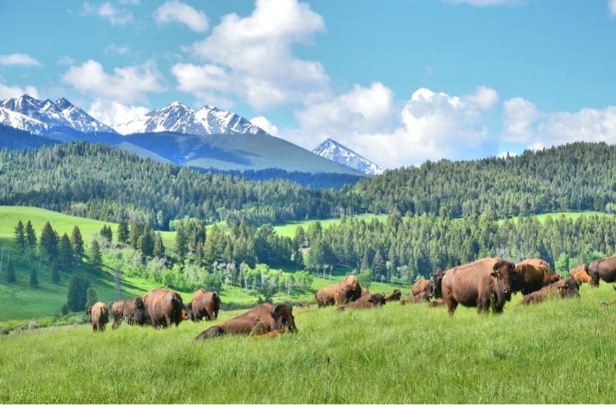 Bison in Montana