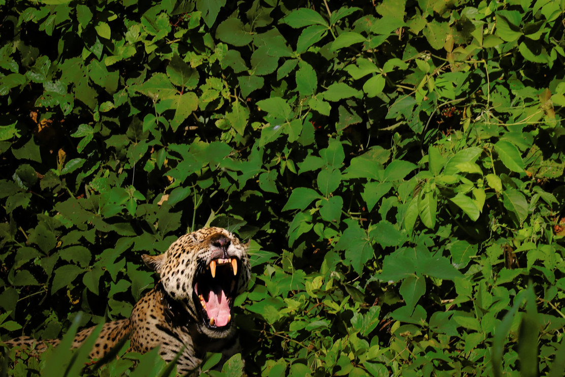 A jaguar yawning