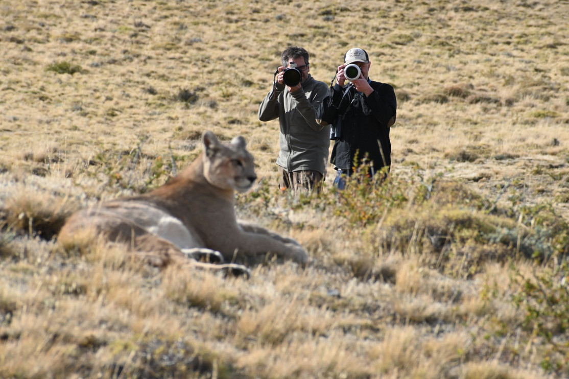 Tourists photograph a puma in Patagonia, Chile