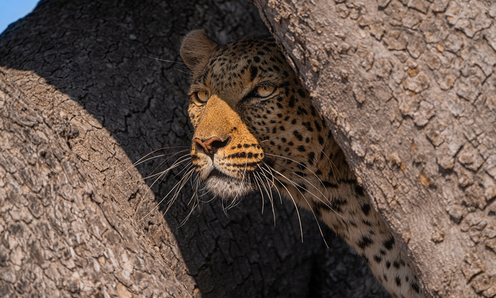 Leopard peeking head out from behind a rock