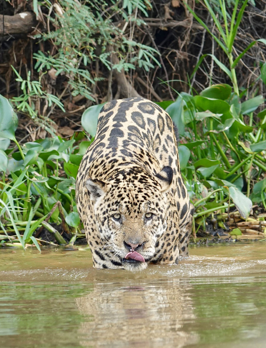 Jaguar