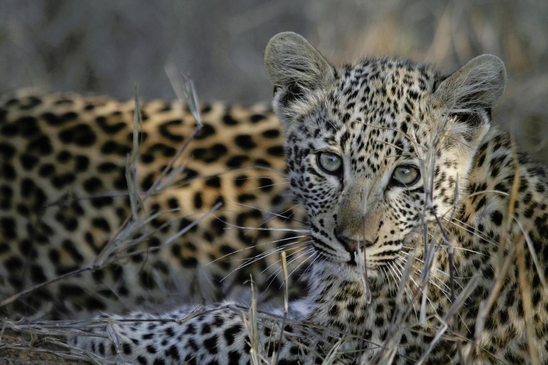 Cub in the Sabi Sands Reserve