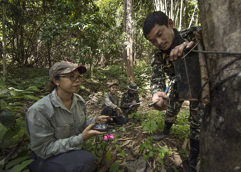 Panthera staff and partners place a remote camera on a tree