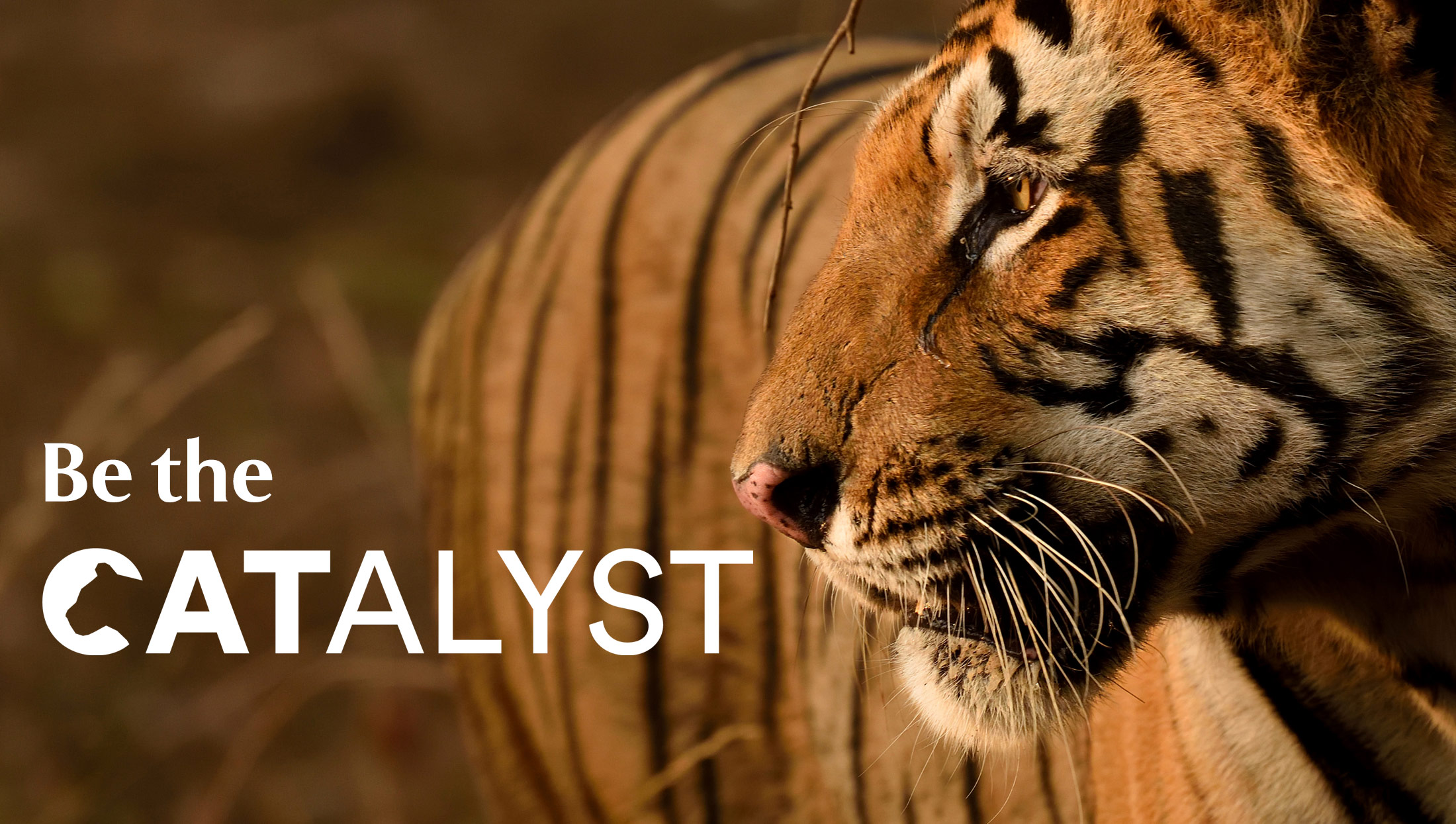 Be the Catalyst: Tiger looking to the left