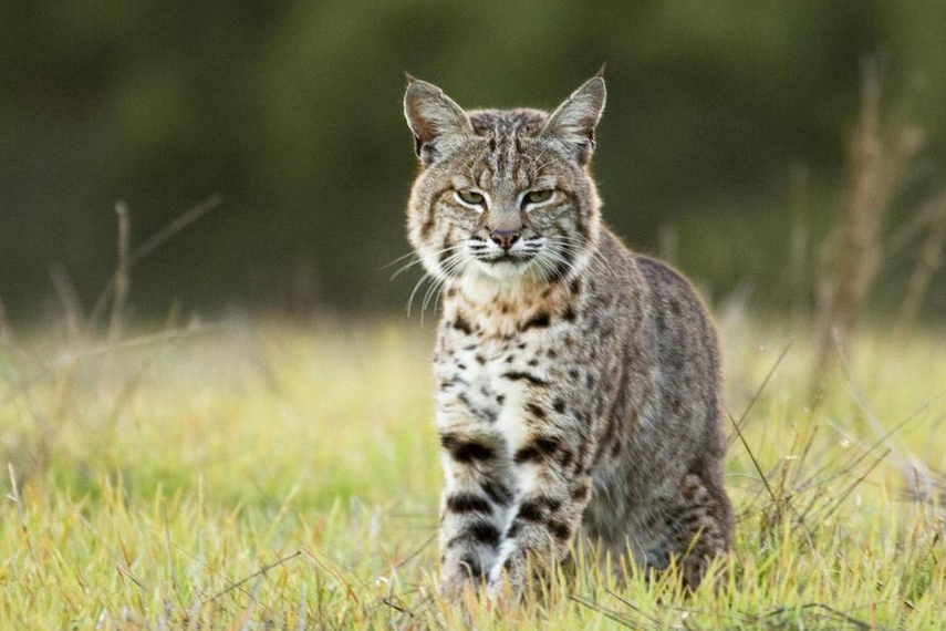 Bobcat