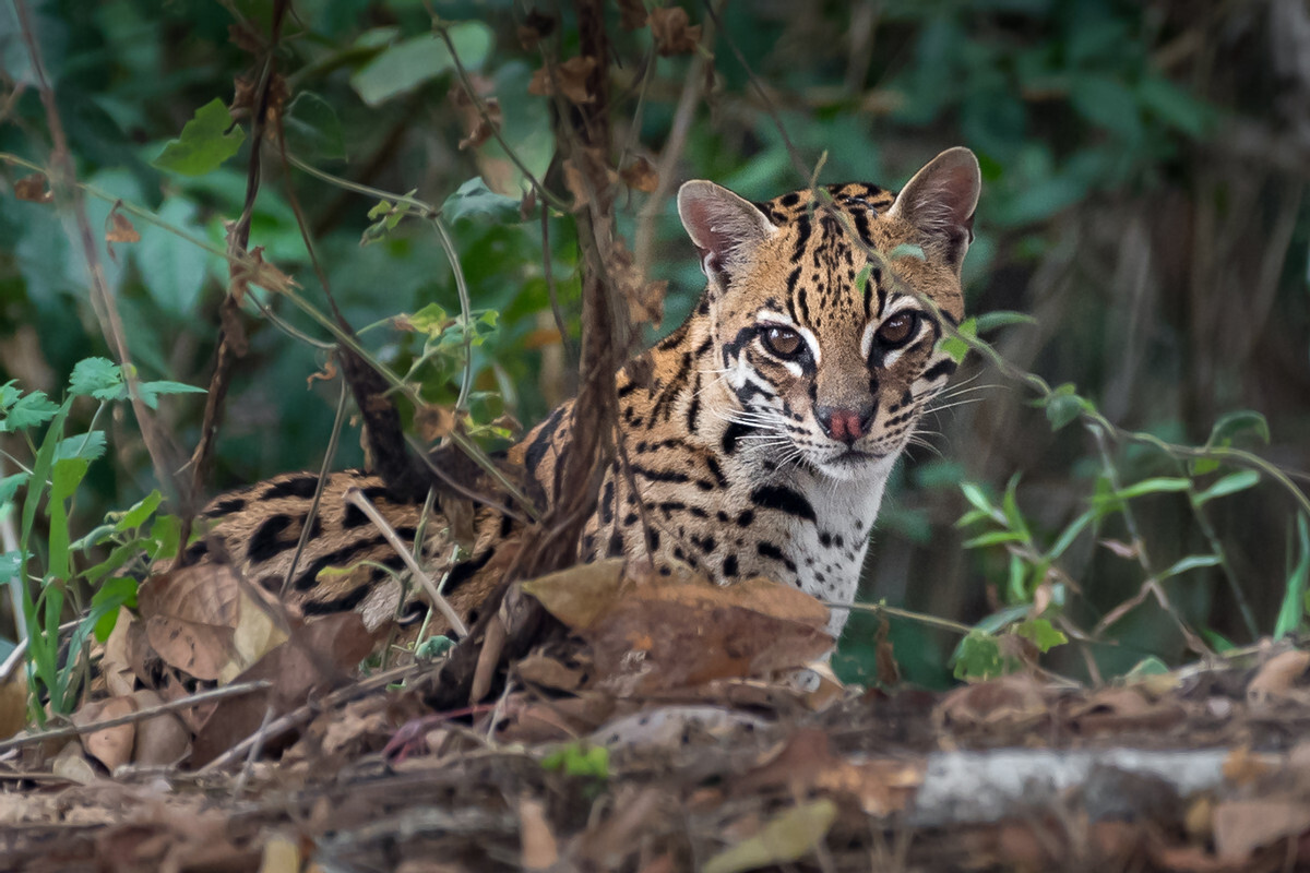 Ocelot in the Brazilian Pantanal 