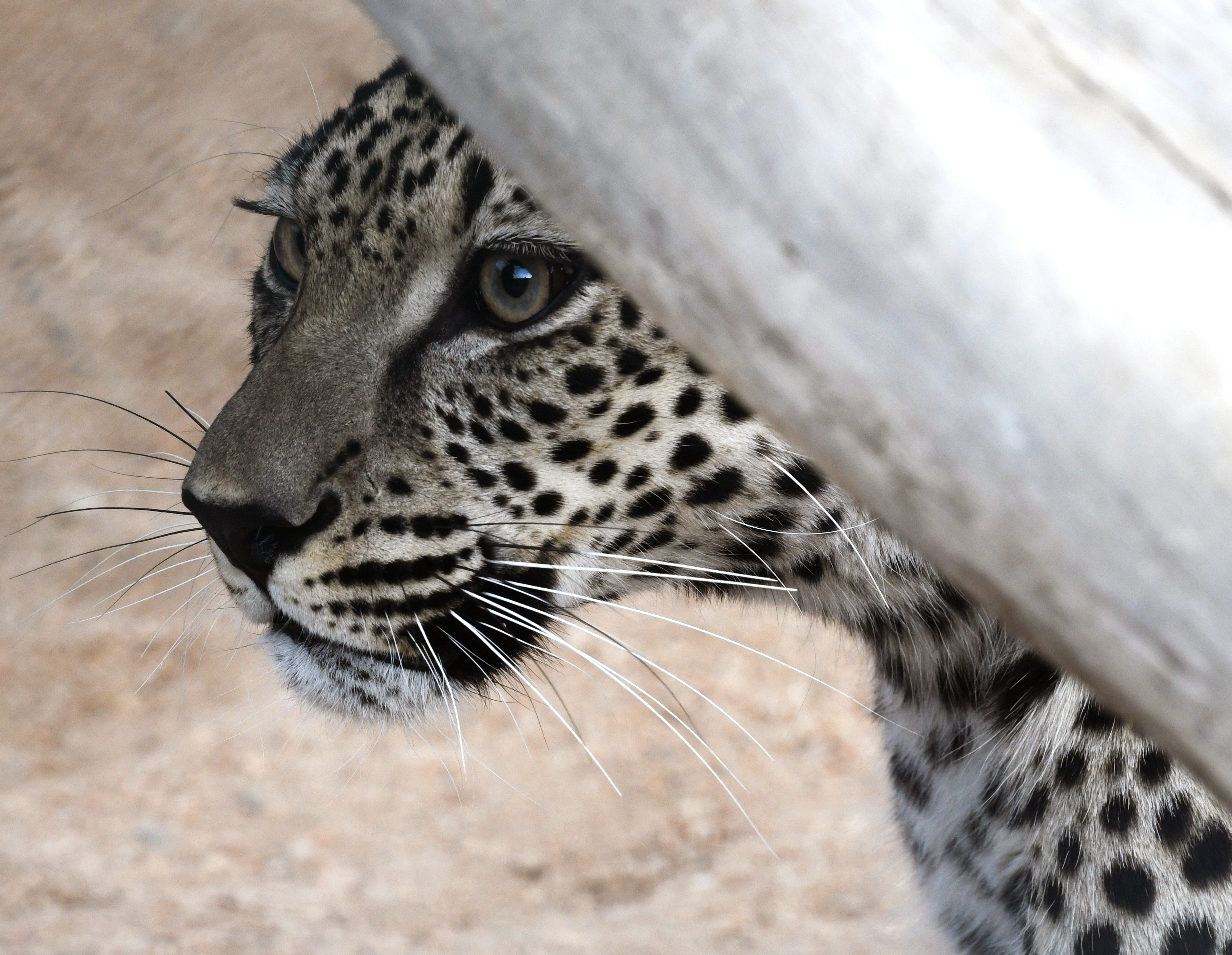 Arabian leopard