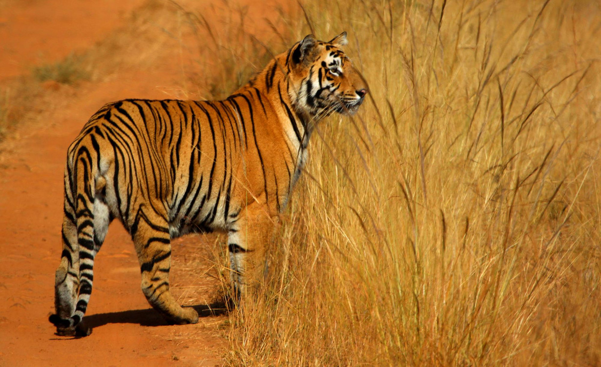 A tiger standing in tall grass