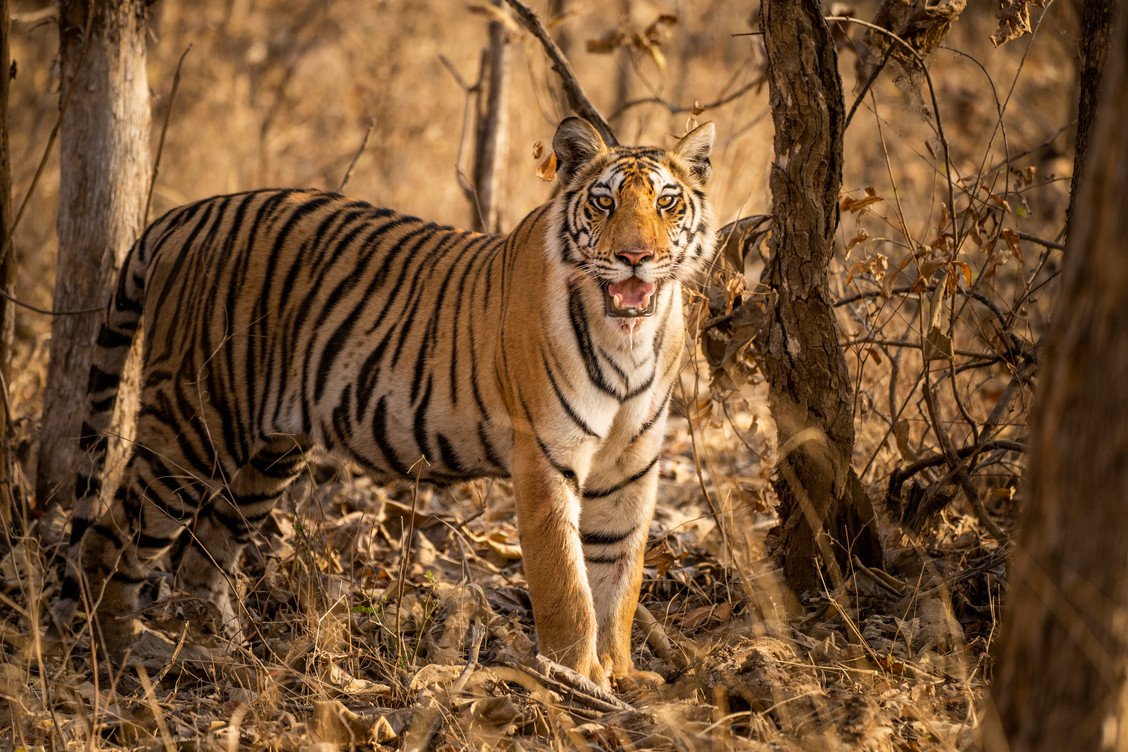 SEBASTIAN KENNERKNECHT