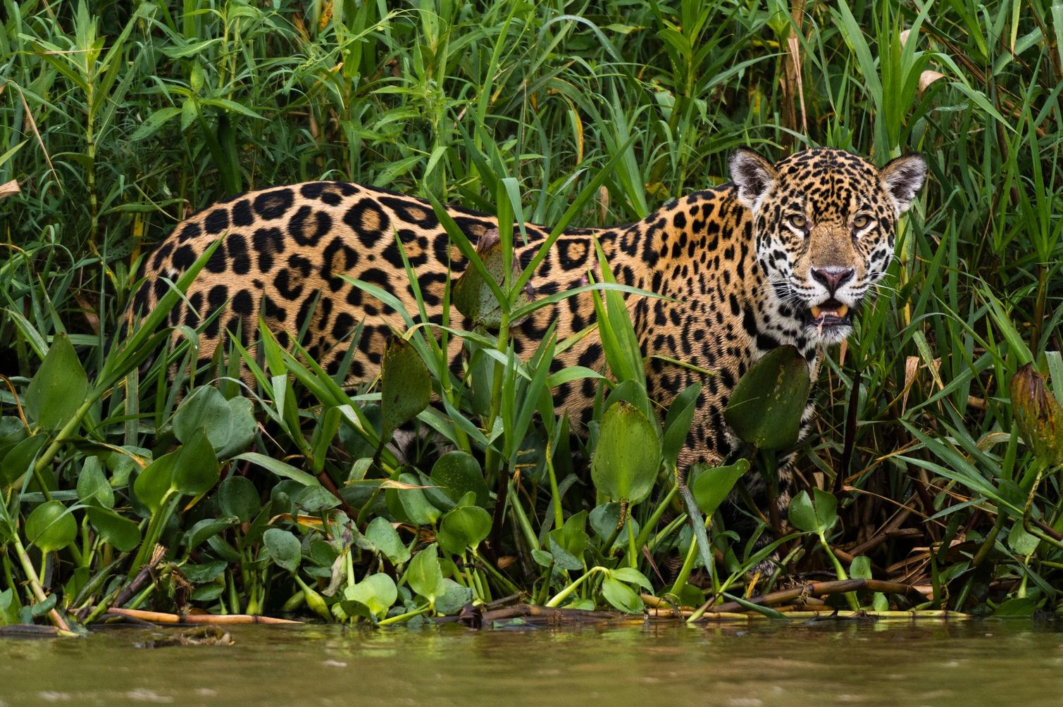 Jaguar in the Pantanal