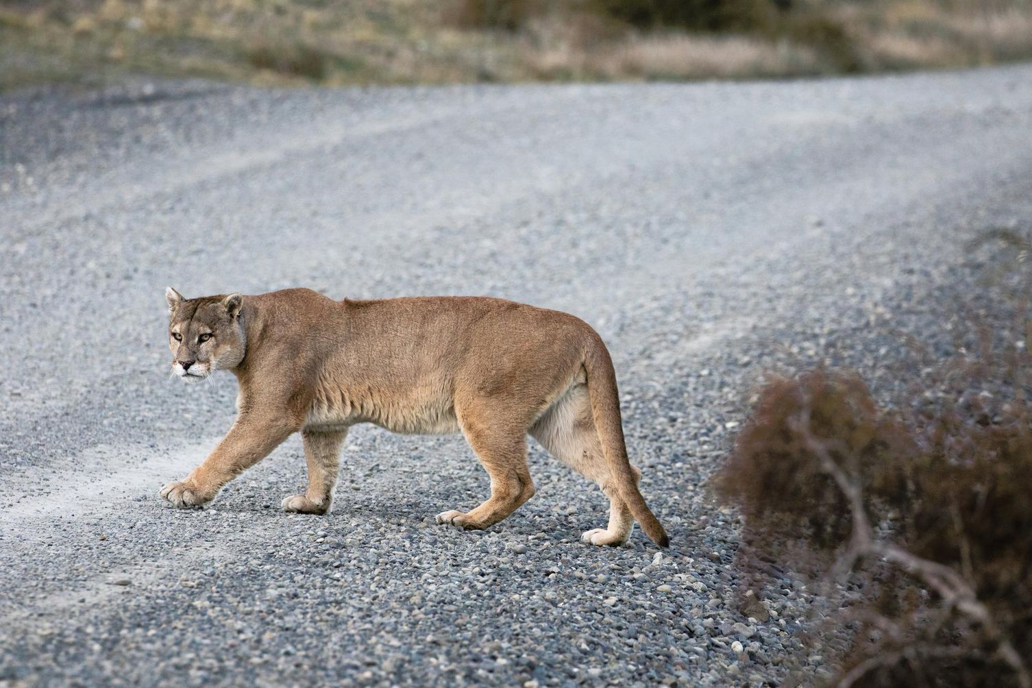Puma on road