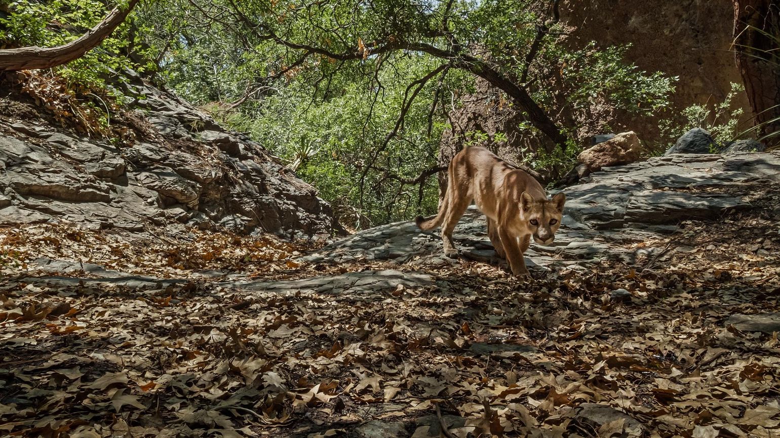 A mountain lion in Texas