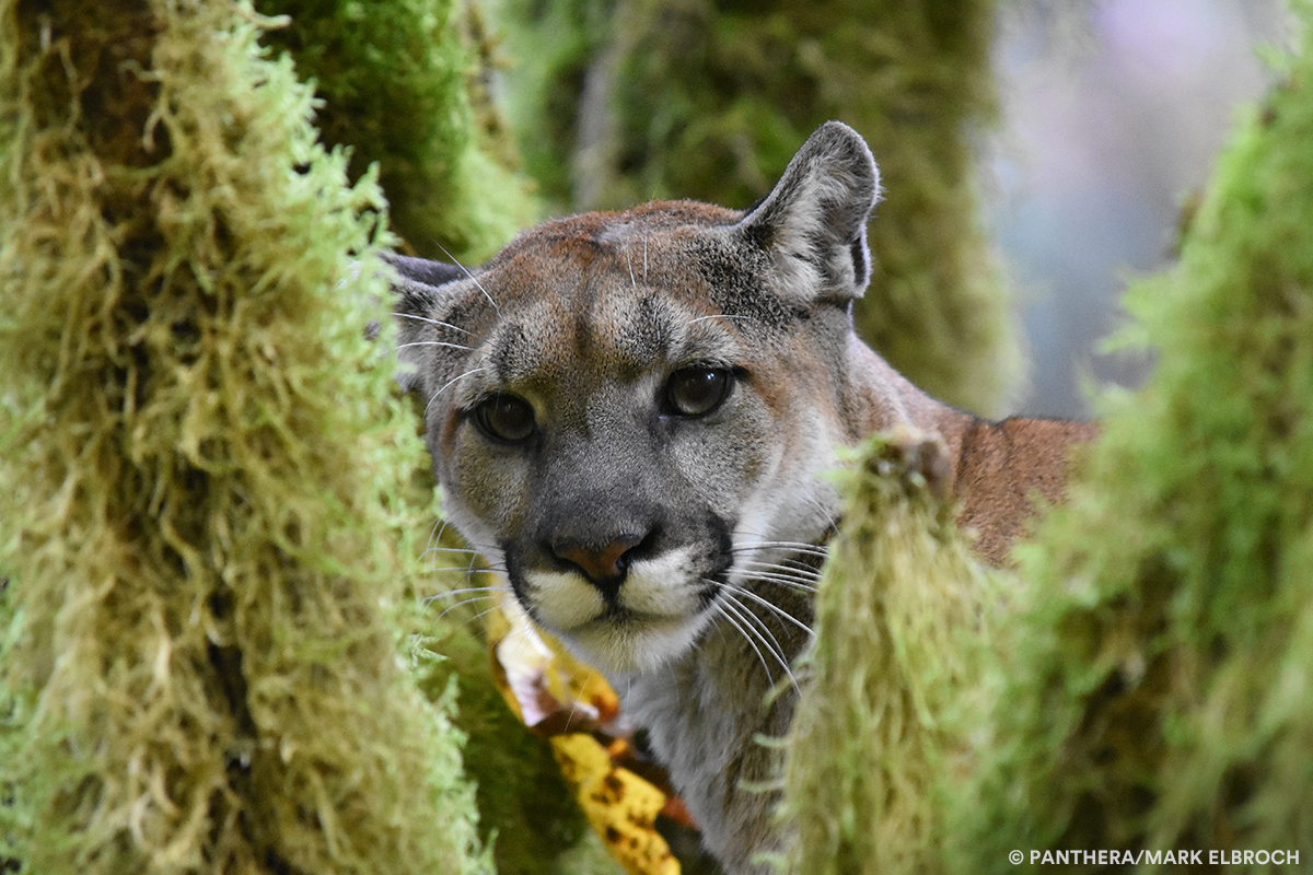 Cougar