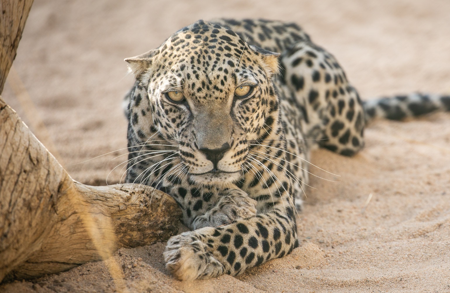 Arabian leopard