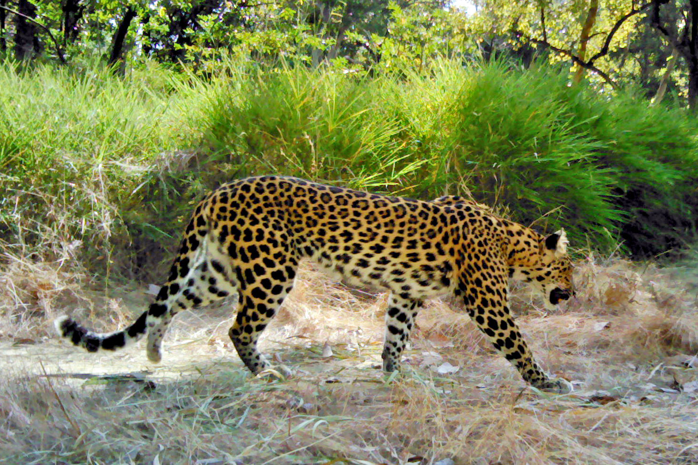 Indochinese Leopard