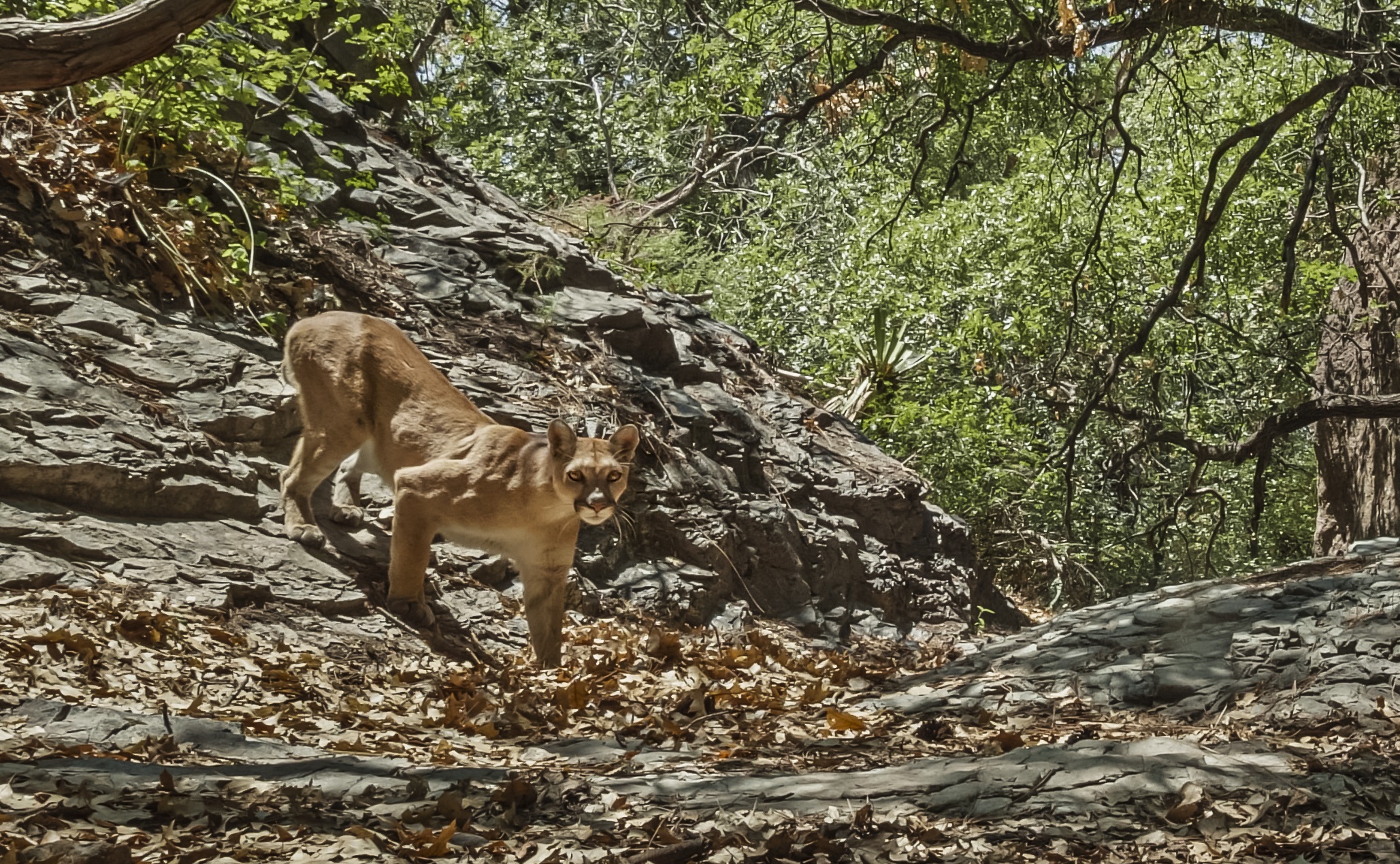 Texas mountain lion