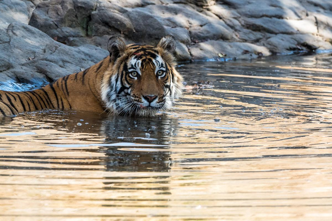 Tiger in pond
