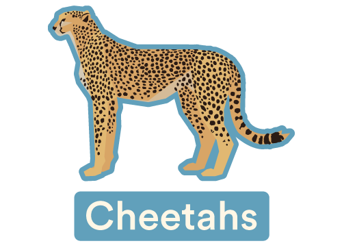 Cheetah