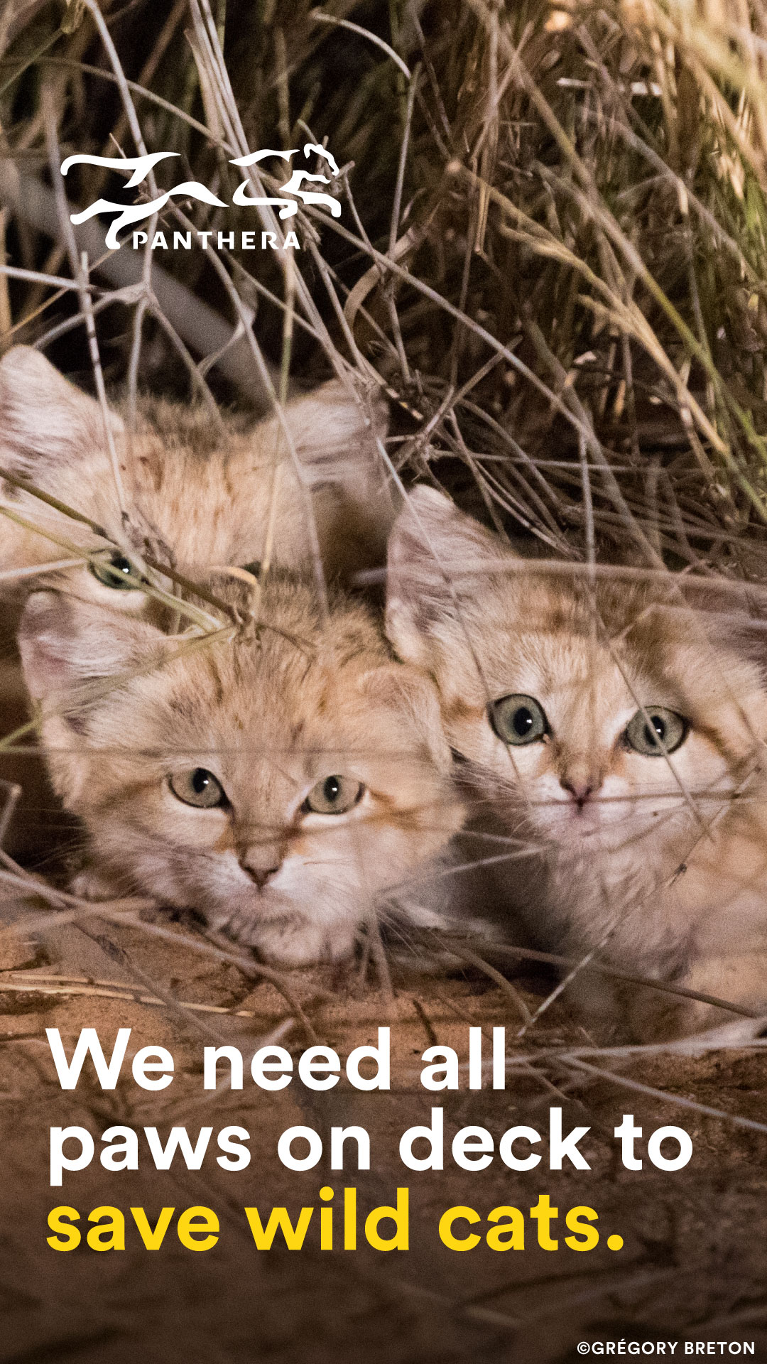 Sand Cat Kittens Story