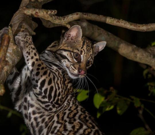 Ocelot in tree