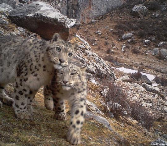 Snow leopard