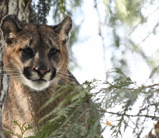 Puma tree.