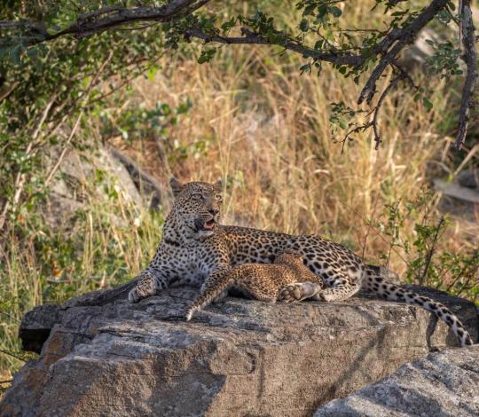 Leopards