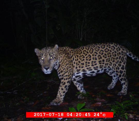 Ben the Jaguar