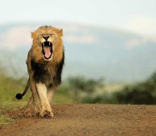 A male lion roaring in Africa