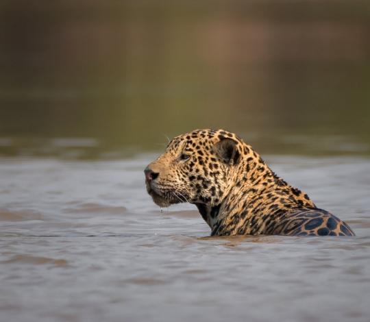Jaguar
