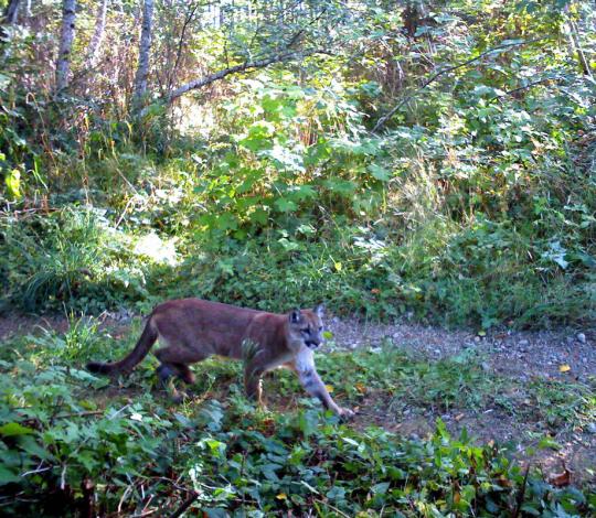 A puma on camera trap.
