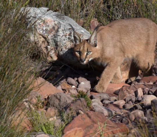 Caracal amongst the rocks