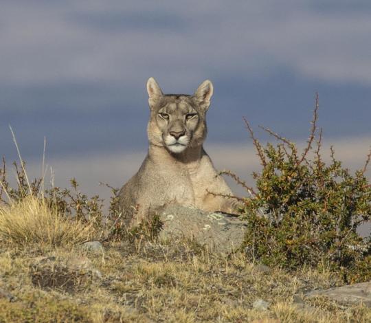 Puma