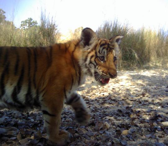 tiger cub