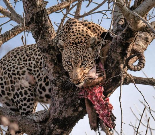 Leopard eats its meal in a tree