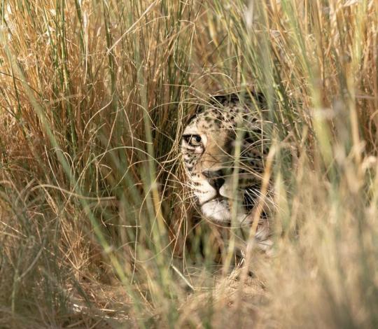 Arabian leopard