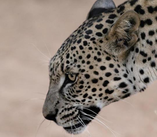 Arabian leopard