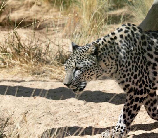 Arabian leopard