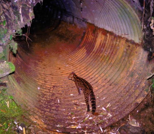 Oncilla using culvert