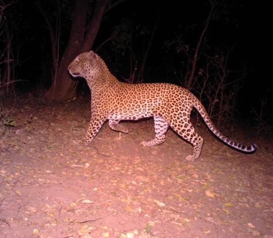Leopard