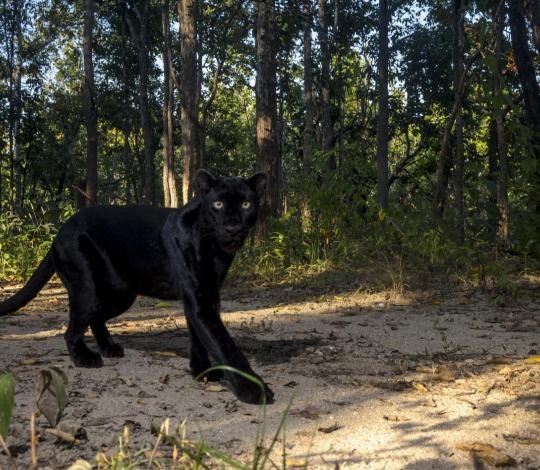 A black leopard in Thailand