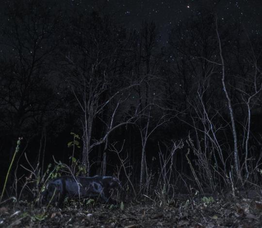 Black leopard among the stars