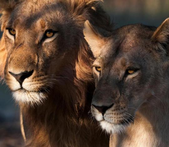 Lion pair